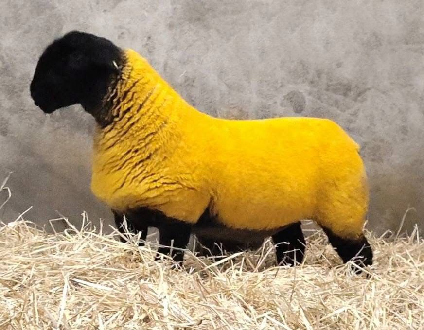 Malinhead ewe lamb tops the Black Beauties sale at €7,500