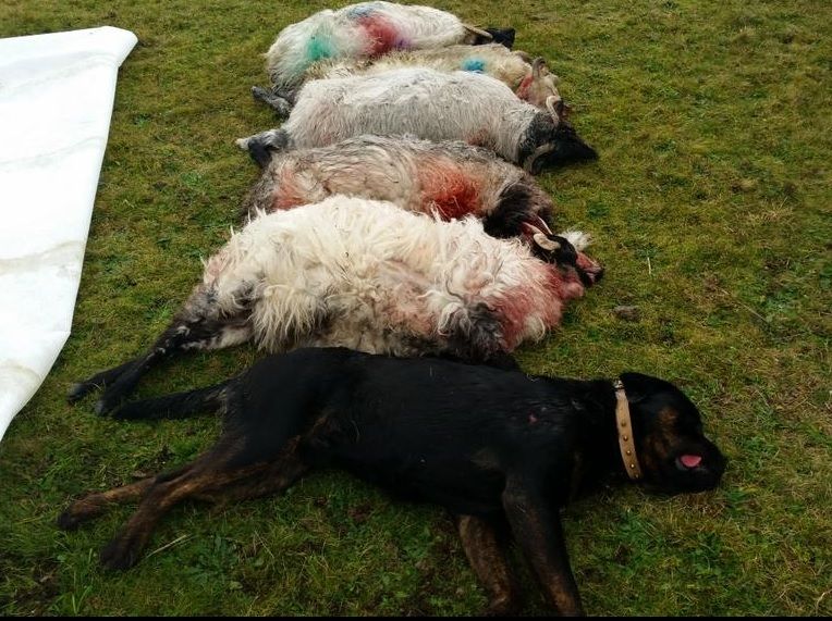 Savage dog attacks on sheep flocks in Wexford, Galway and Laois