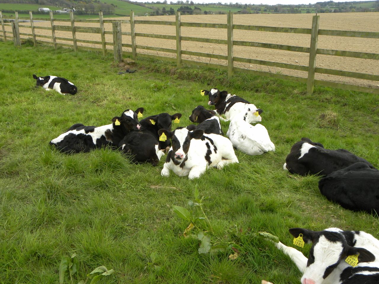Calf registrations up over 60,000 head when compared to this time last year