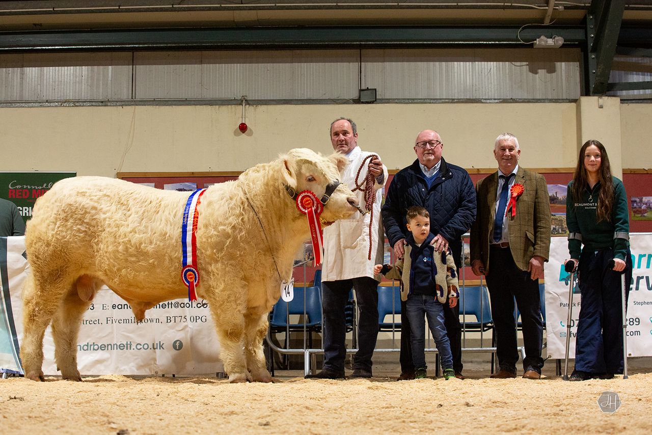 Results: Fermanagh pedigree cattle breeders end showing year in style