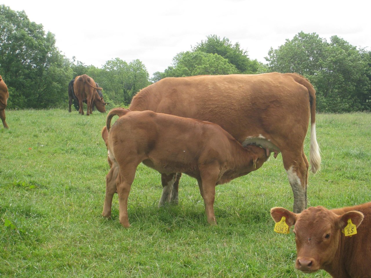 Further decline in suckler cow numbers predicted