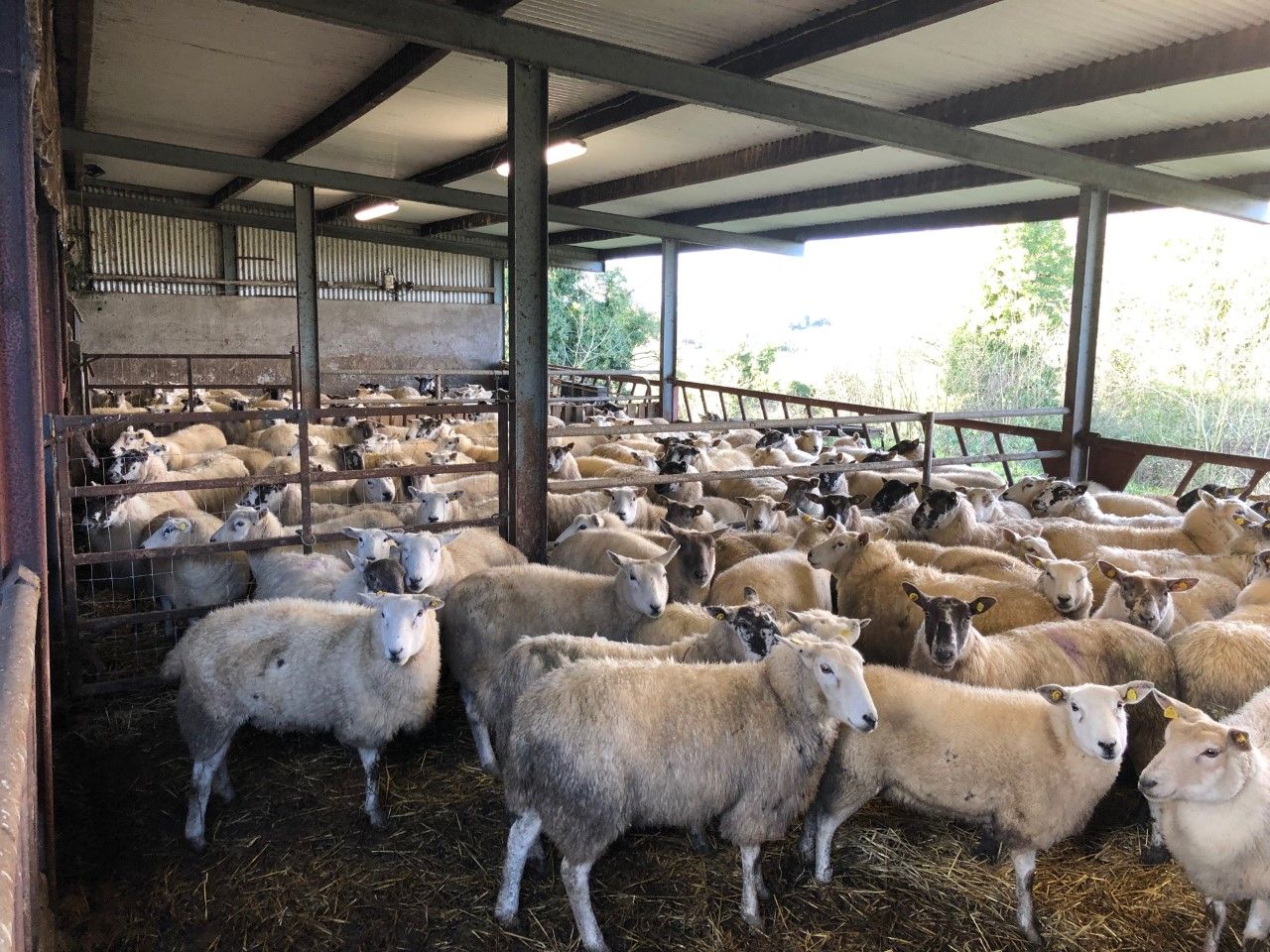 Turning attentions to scanning early-lambing ewes