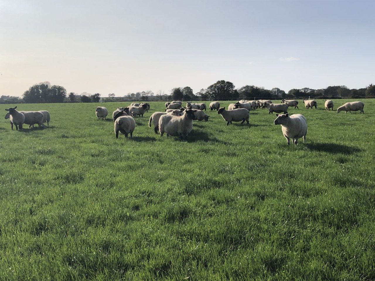 Looking to achieve a compact lambing period? Here's how you can