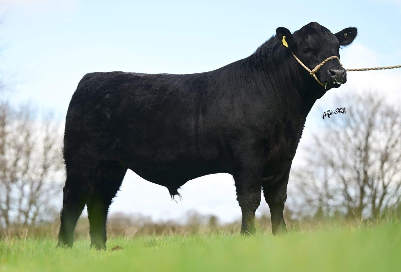 Bulls reach €10,700 at Carrick pedigree bull and heifer sale