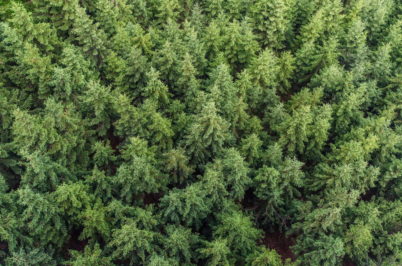 Foresters informed of further findings of non-European bark beetle