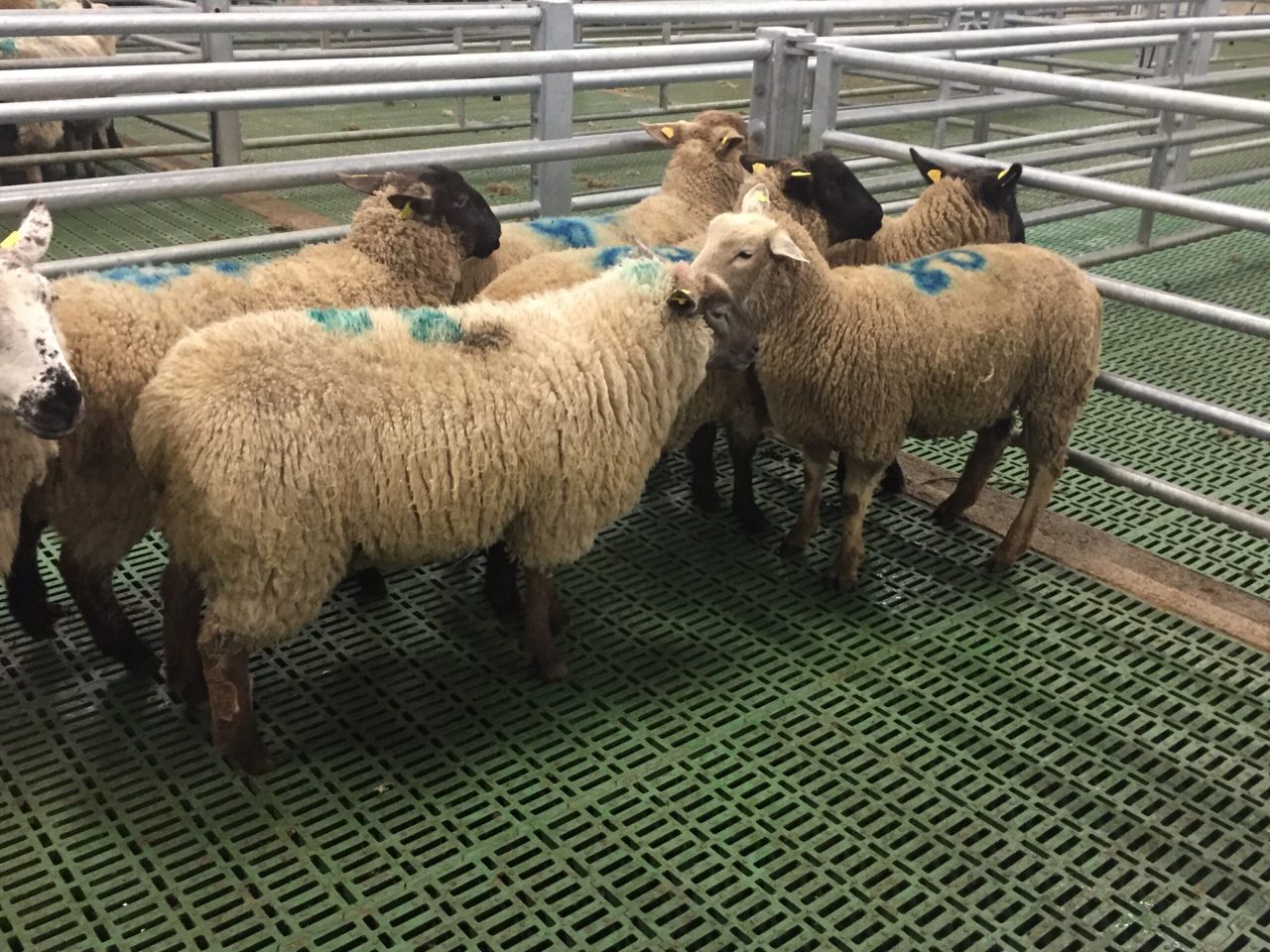 Hogget prices rise amid 'dirty' sheep confusion