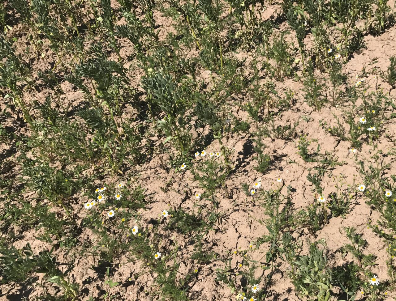 Will farmers face penalties for failed wild bird cover crops?