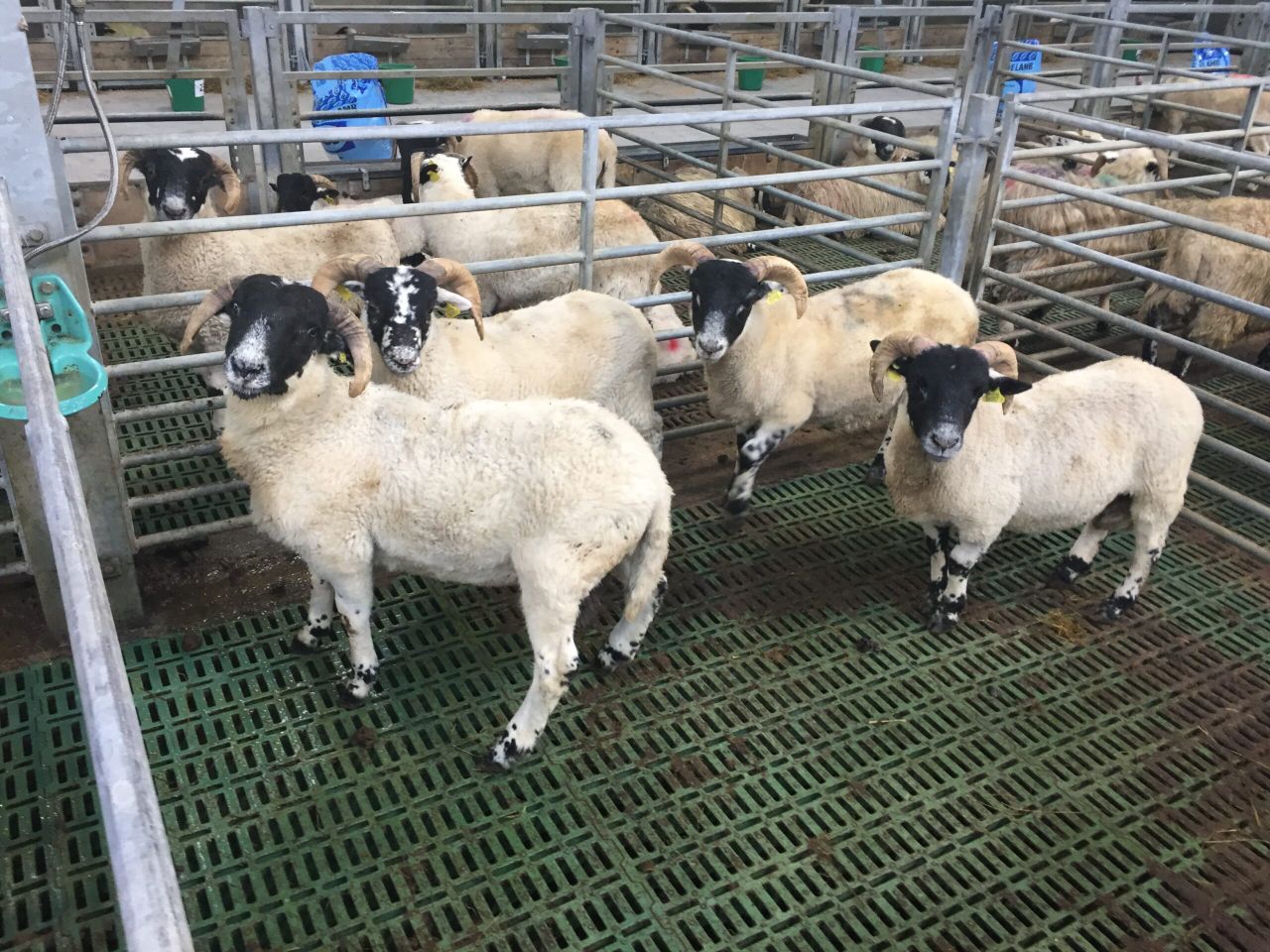 Hogget prices improve but carcass weights remain an issue