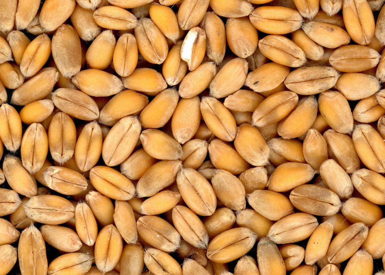 Black Sea Grain Initiative: 2.5% of exports to low-income countries