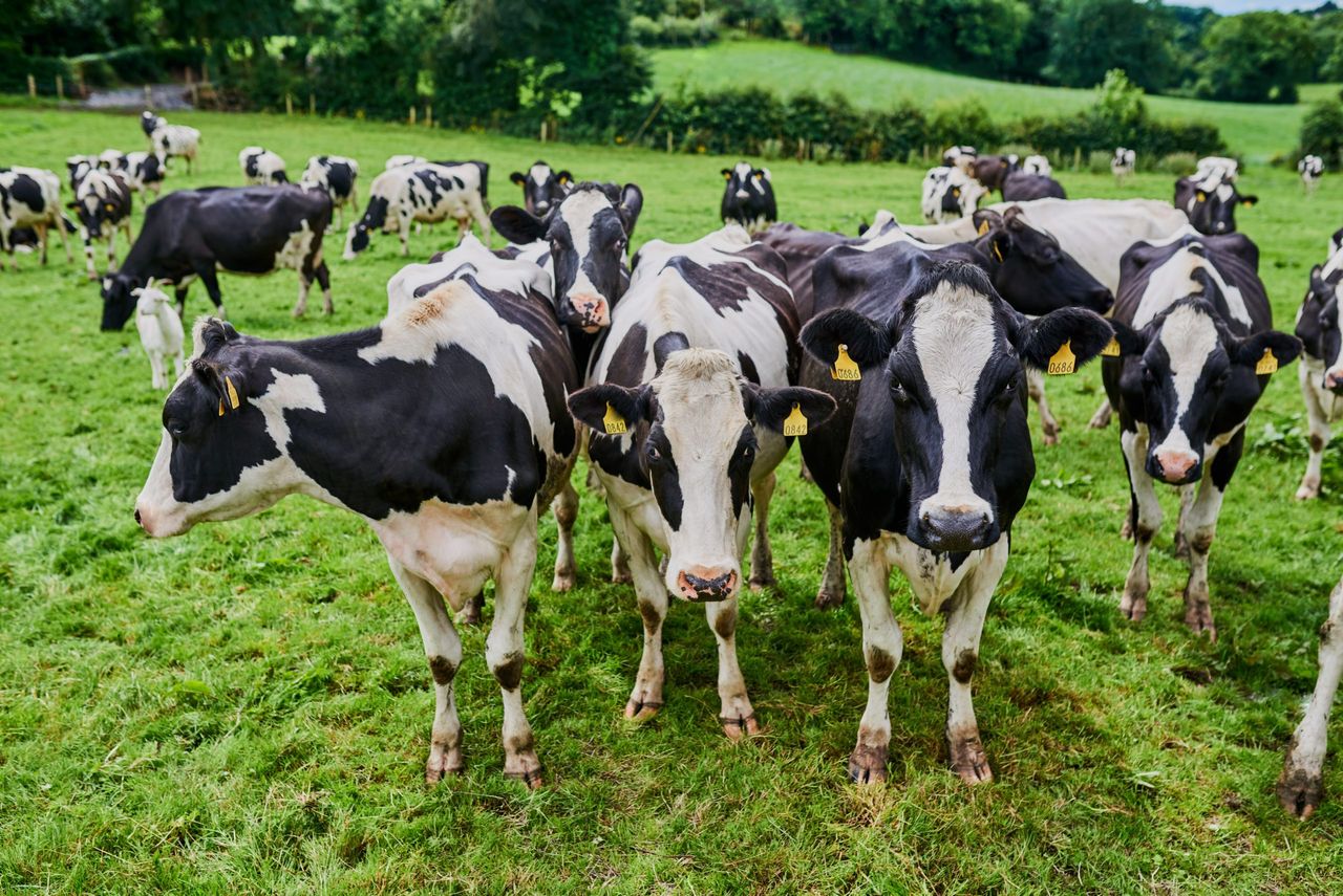 Chemical nitrogen reduction expected as part of any derogation extension