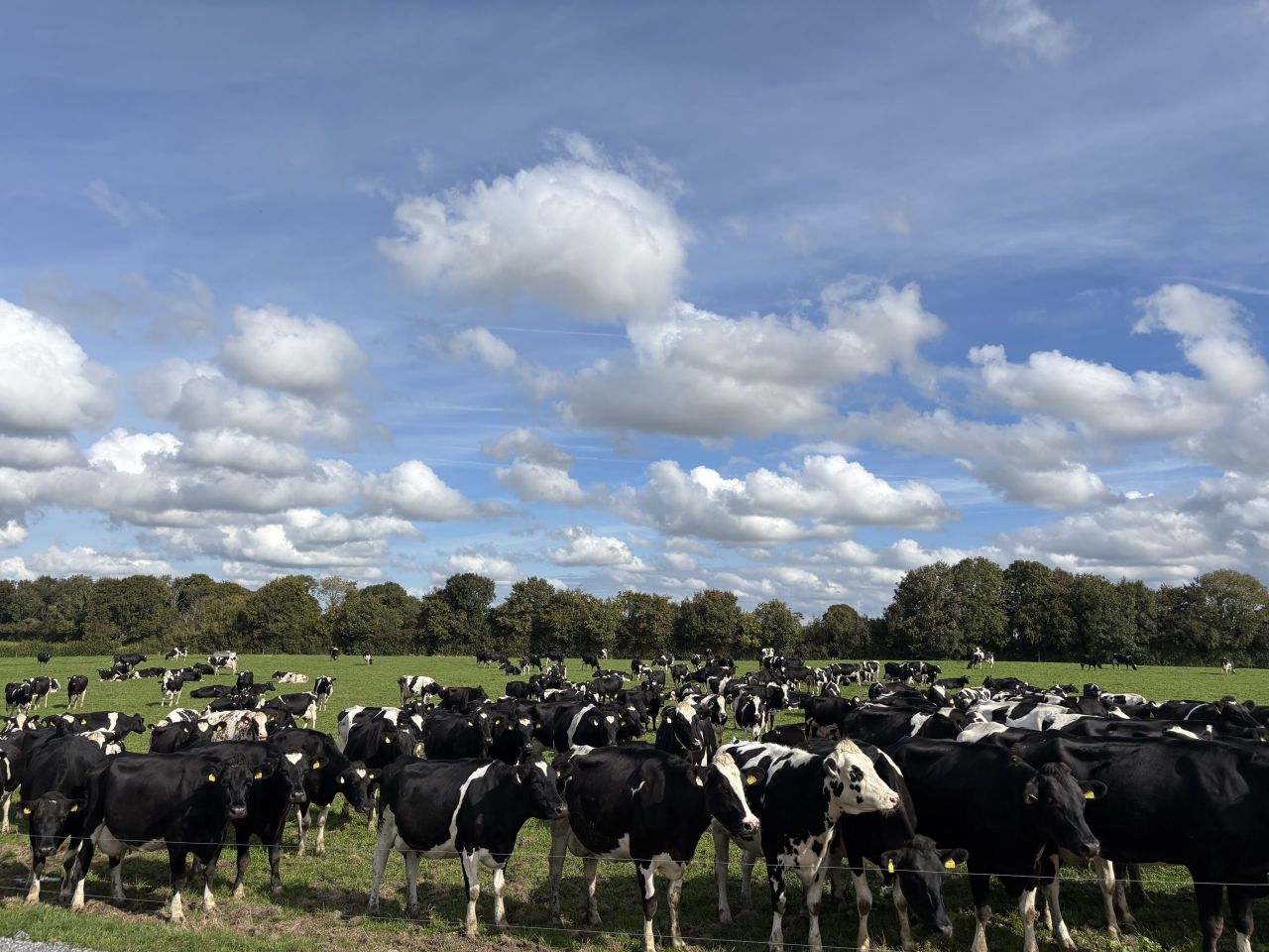 Dairy focus: Maximising margins from winter milk in Co. Meath