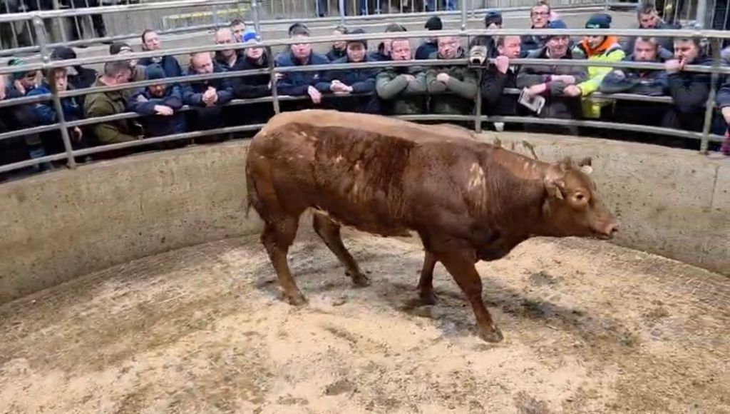 The best continental-type factory heifer was owned by Cormac Doyle. The 816kg Belgian Blue-cross heifer sold for €6,200 or €7.60/kg. Source: Carnew Mart