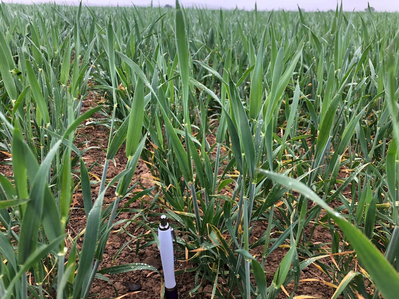 Crop walking: 'The good, the bad and the ugly in the north-east'