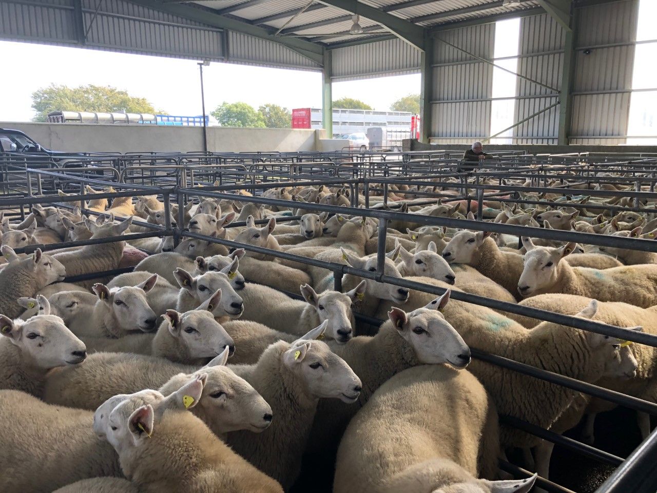 Sheep trade: Lamb prices hit €5/kg including QA, as base quotes increase again