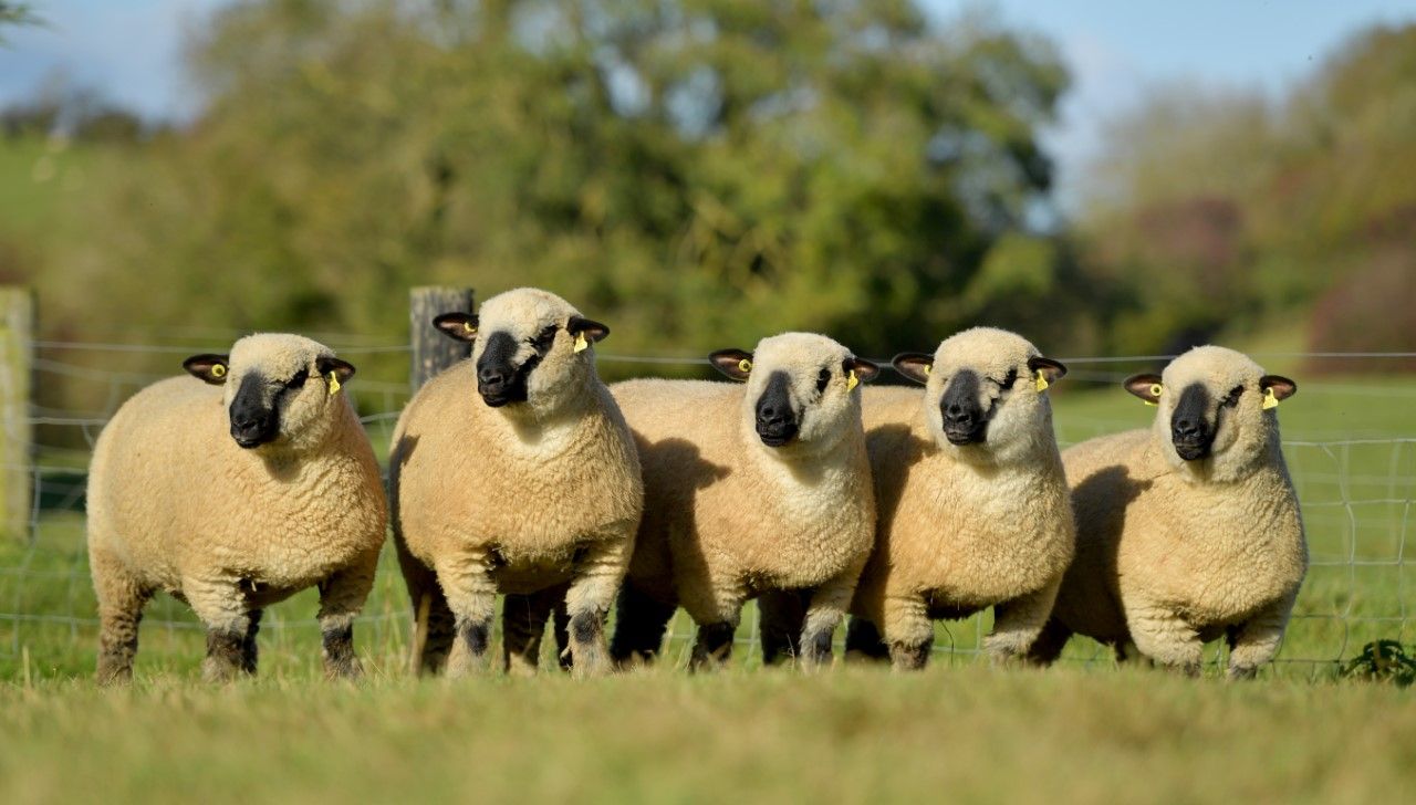 'Ladies First Production Sale' taking place this weekend
