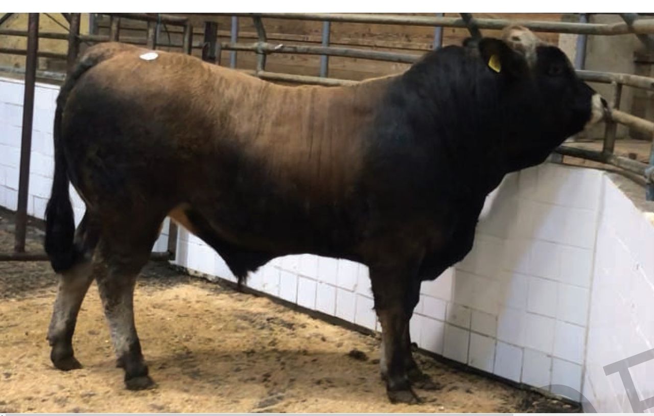 Top price of €3,600 at Aubrac spring sale in Tullamore