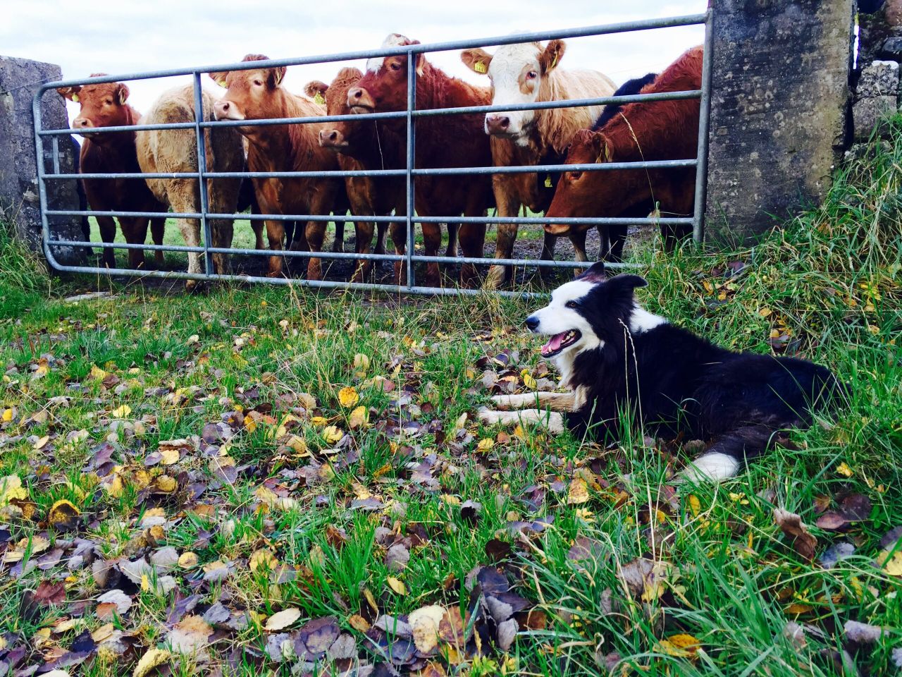 Dogs: A man's best friend or worst enemy?