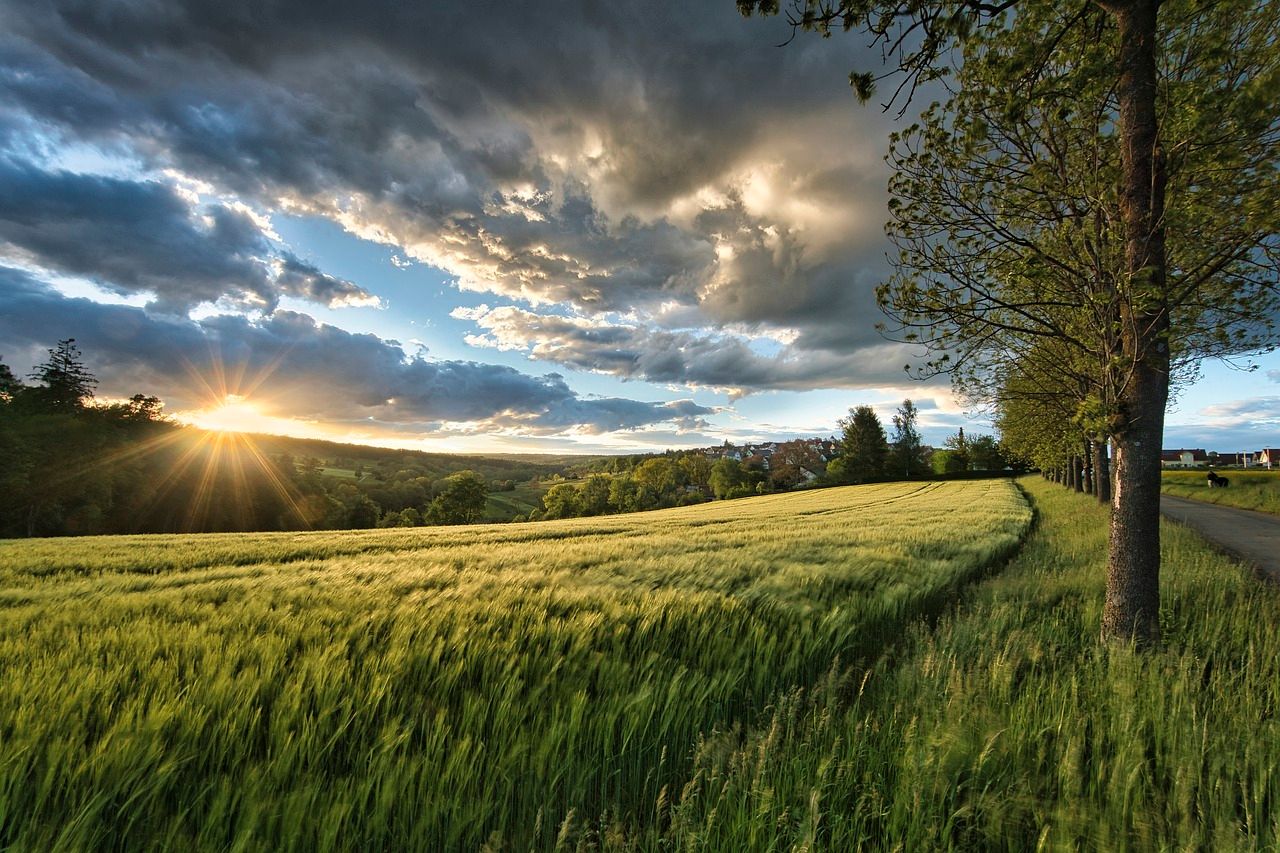 Report: Land under cereals fell by 16,300ha over 12 month period