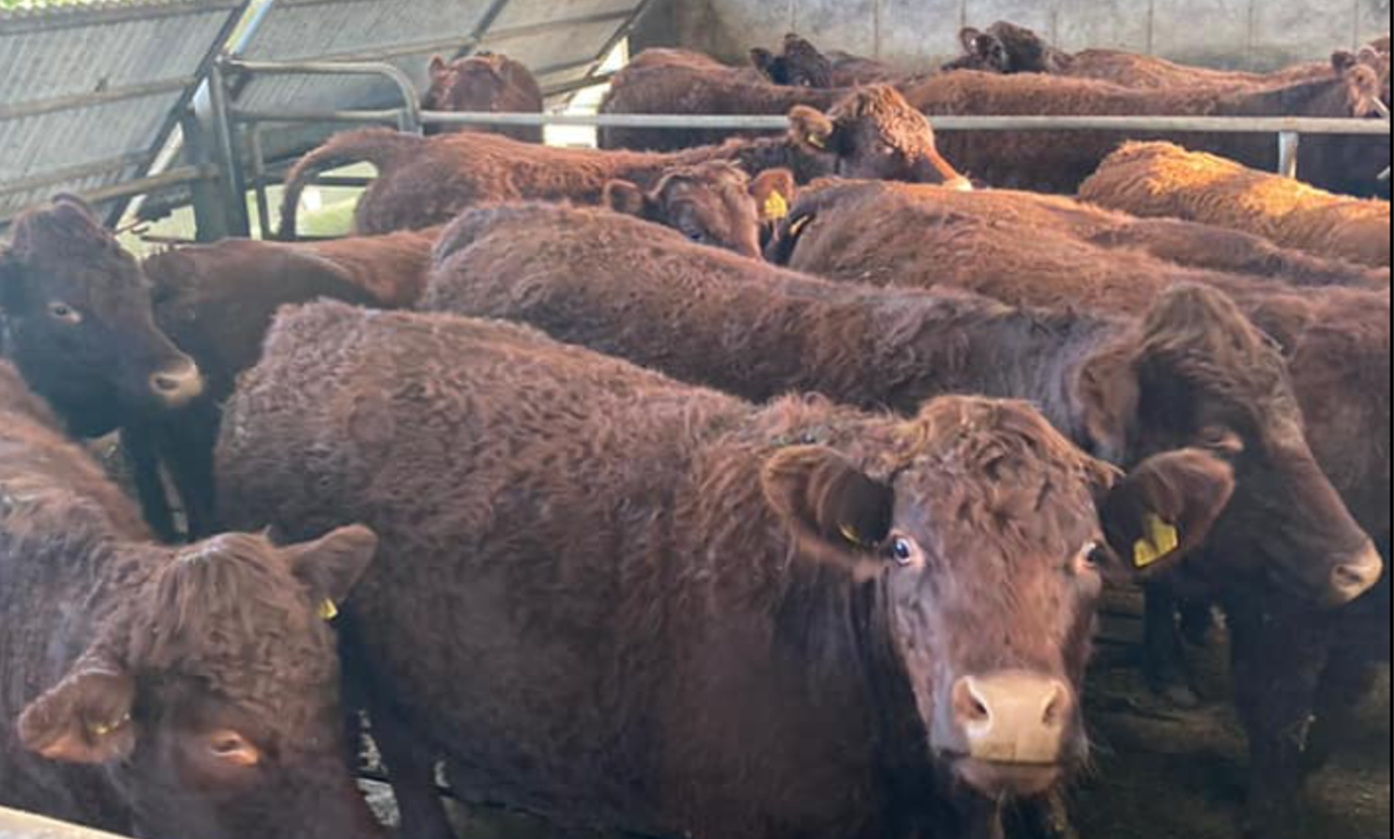 Special suckler sale set for Sixmilebridge this Friday
