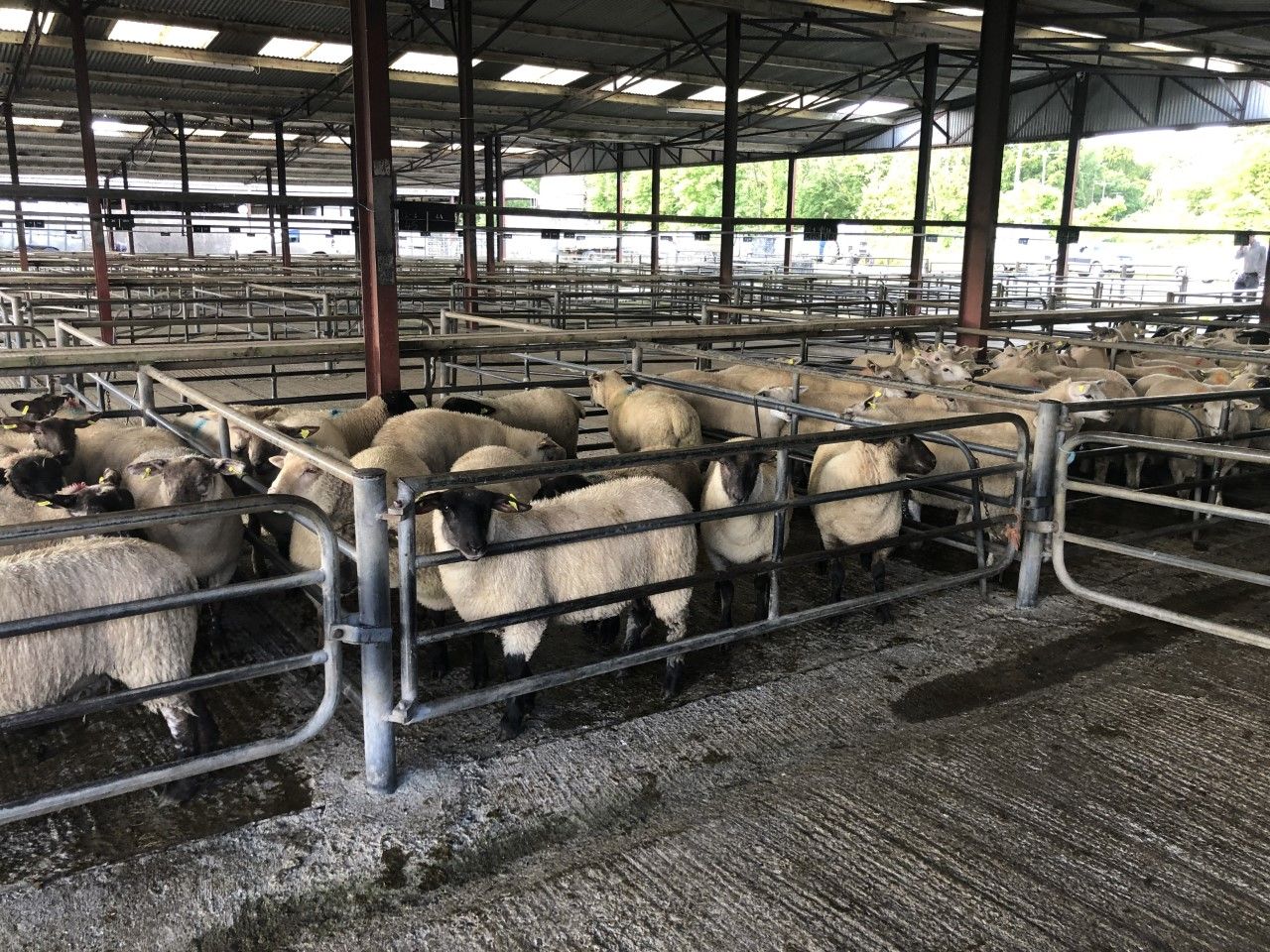 Sheep trade: Sheep kill sees substantial fall; lamb prices steady, if not 'stronger'