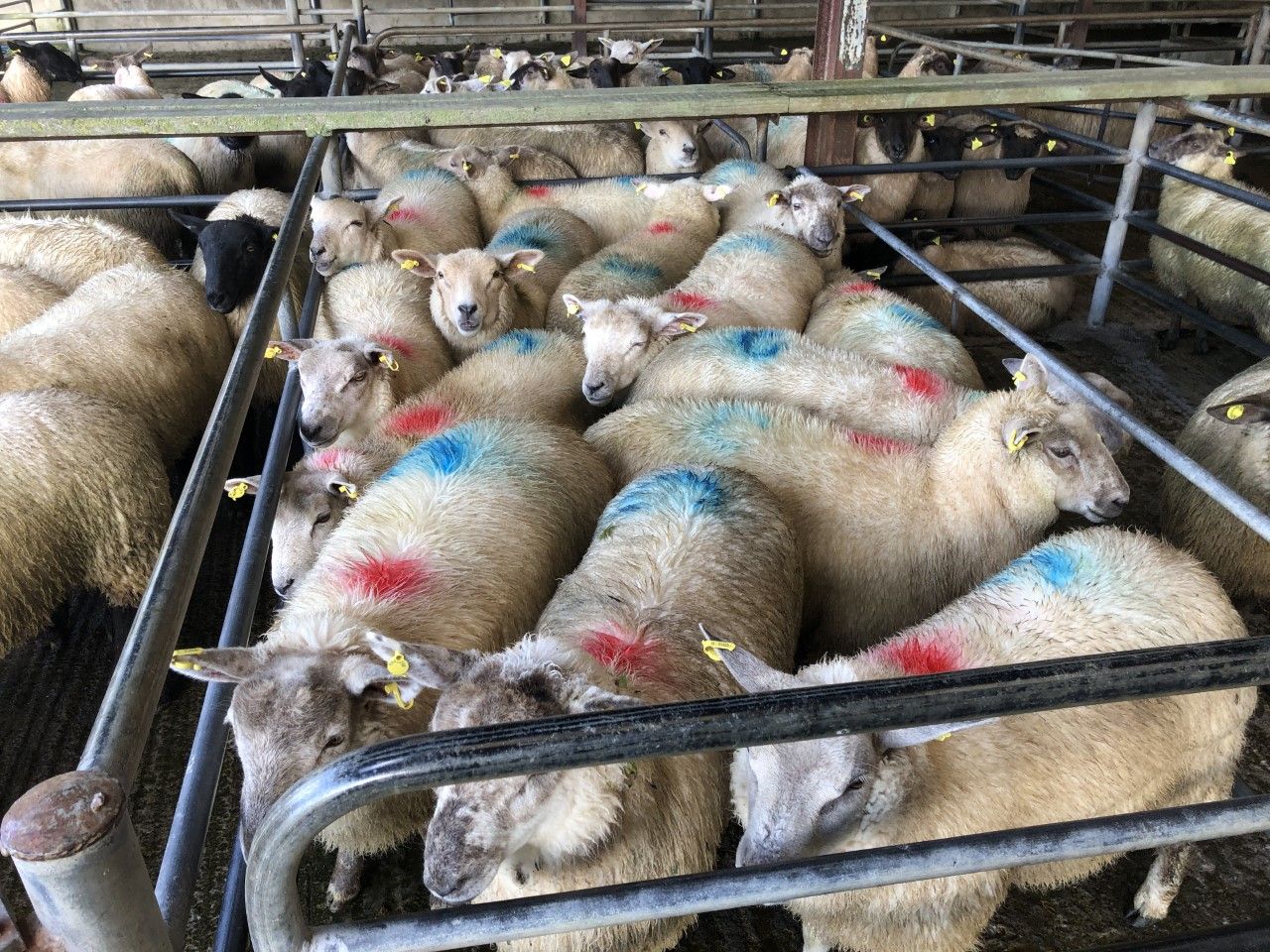 Sheep trade: Number of heavy lambs coming on stream a 'concern'