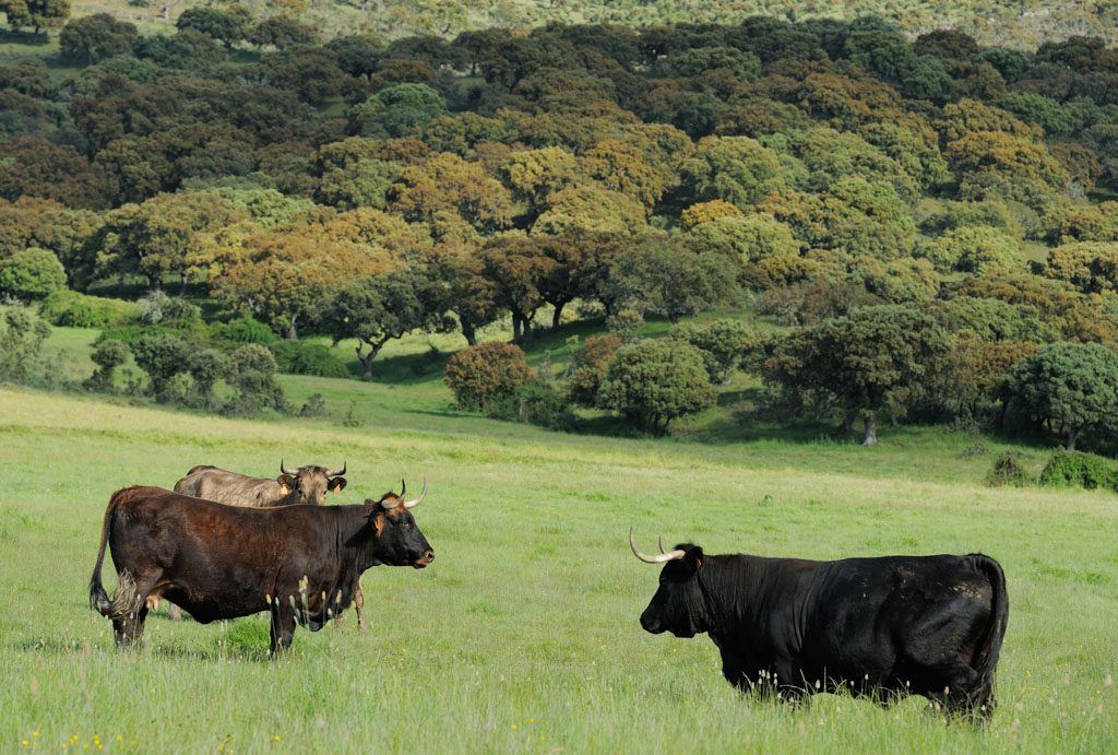 Charity aims to introduce giant cattle breed 'Tauros' into UK