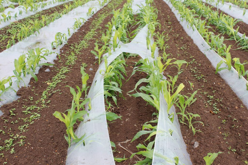 Weed pressure will be proportionately higher in maize crops grown on the same land in successive years