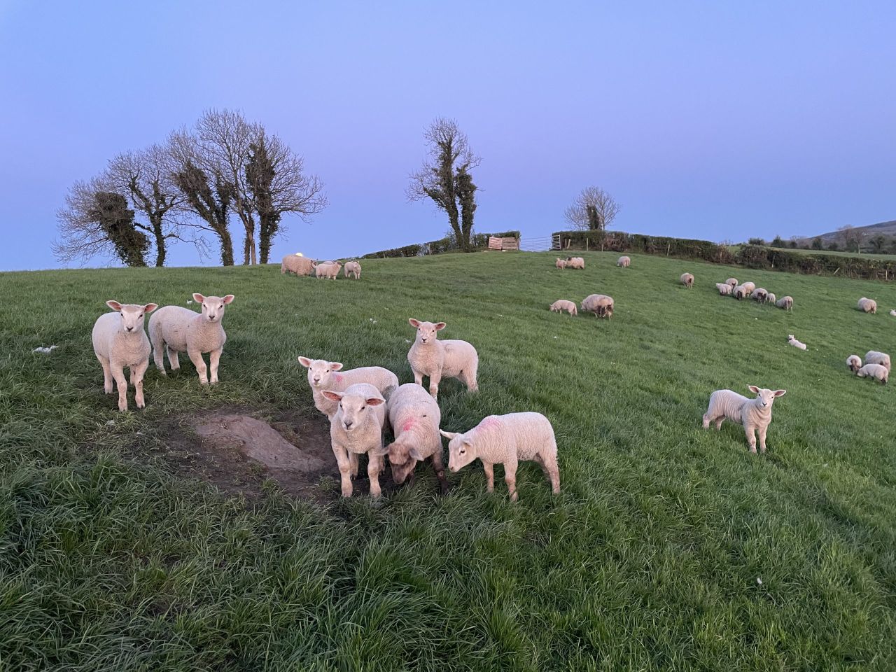 Sheep trade: Lamb prices firm as cull ewes reach €5.75/kg