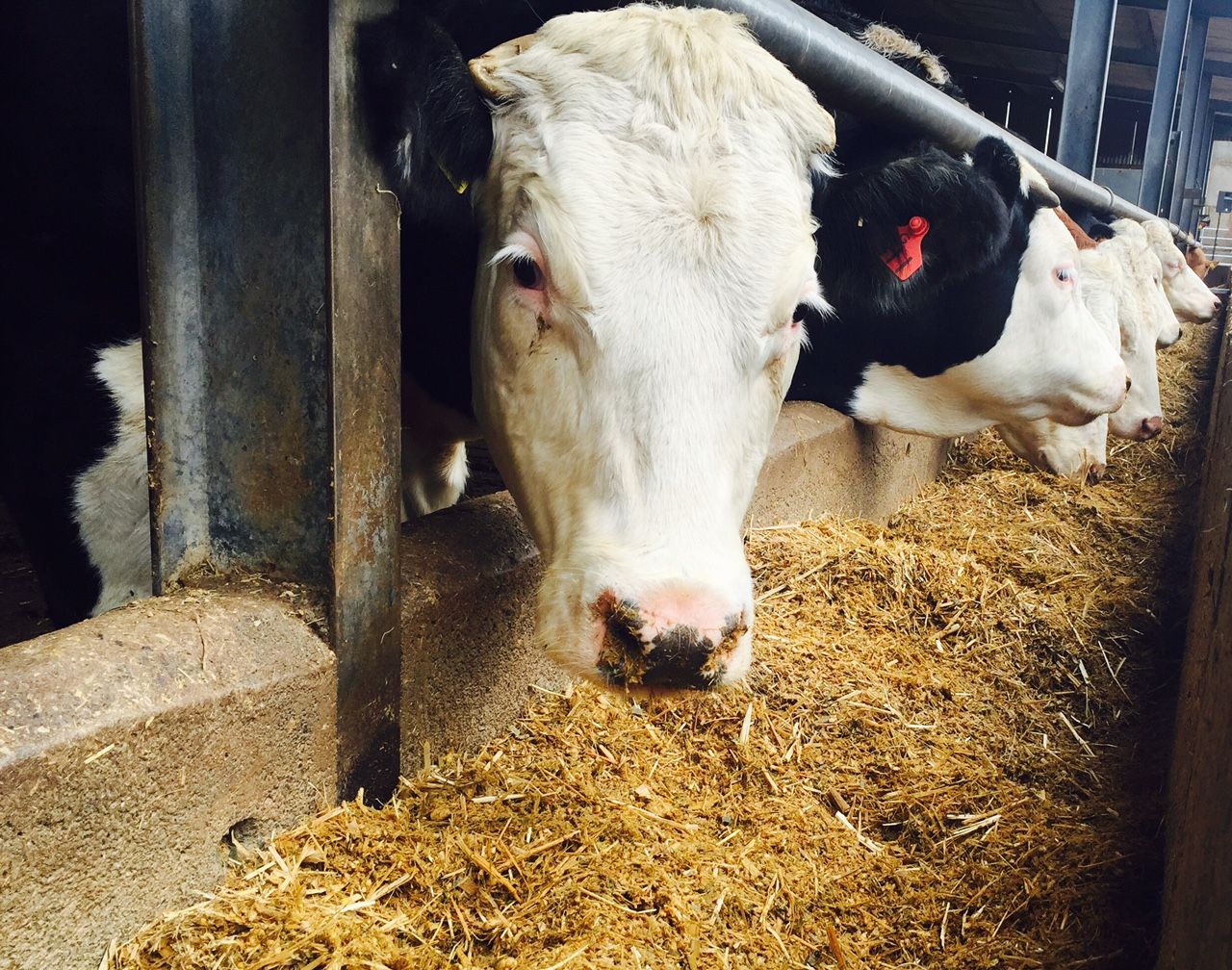 Backdated Brexit package needed for farmers 'facing financial ruin'
