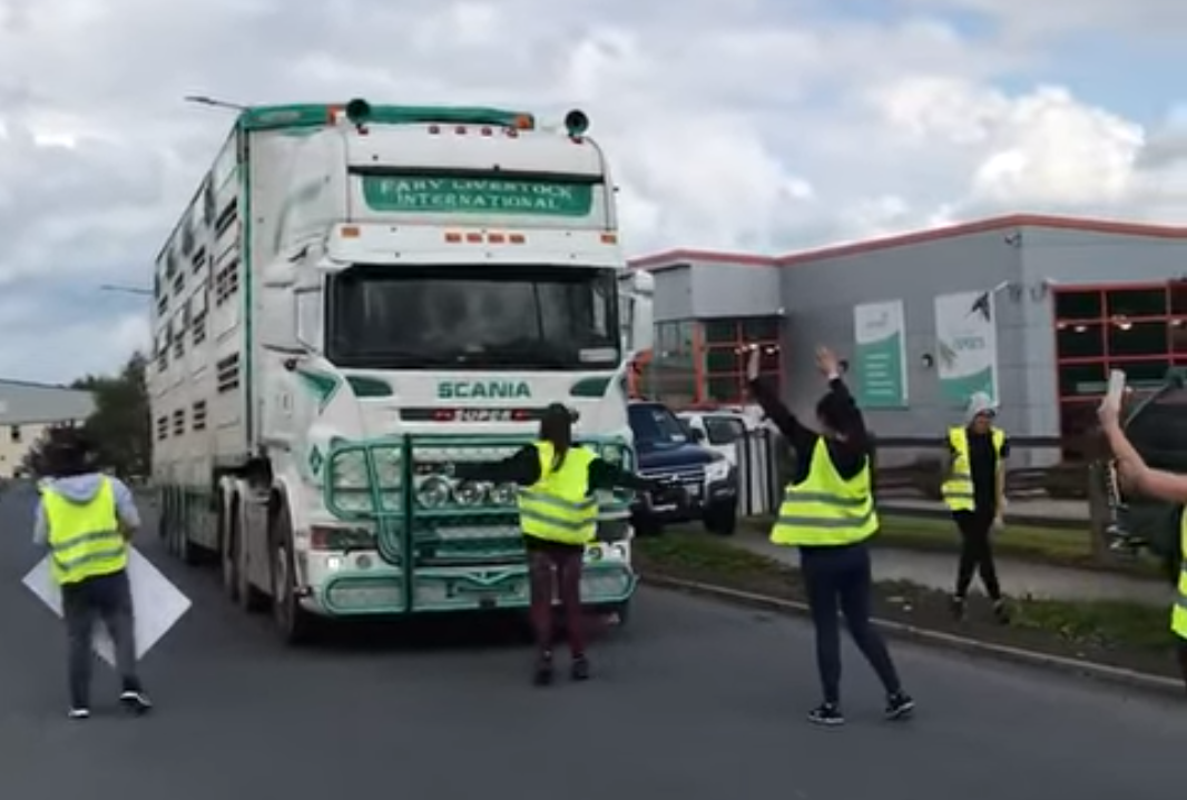 Video: Activists target factory-bound load of pigs in Tipperary