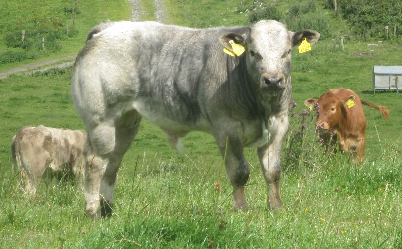 'Suckler-beef cattle proving to be more efficient than Dairy-beef'