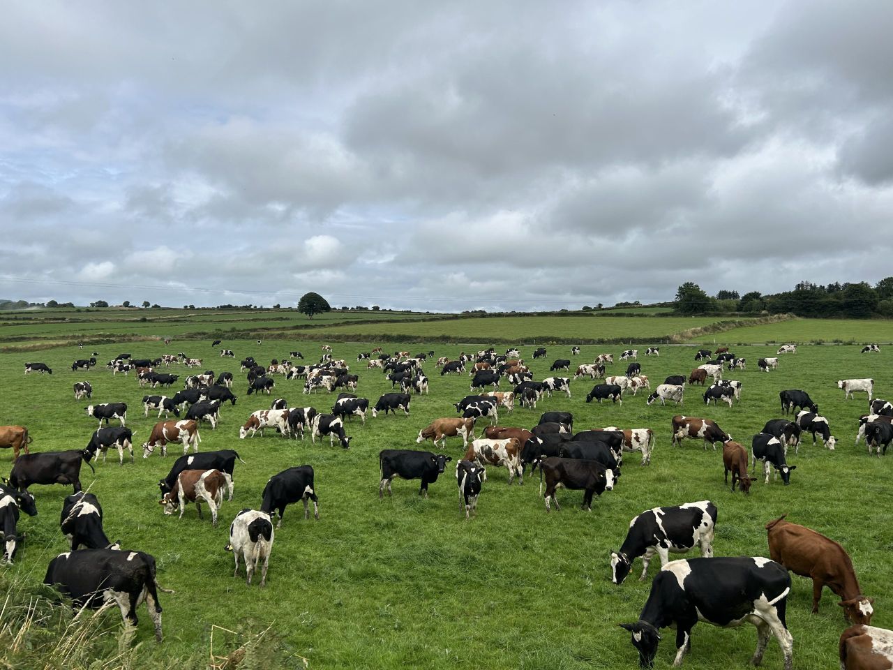 Grass growth: Supplementation, strip wire and rotation length