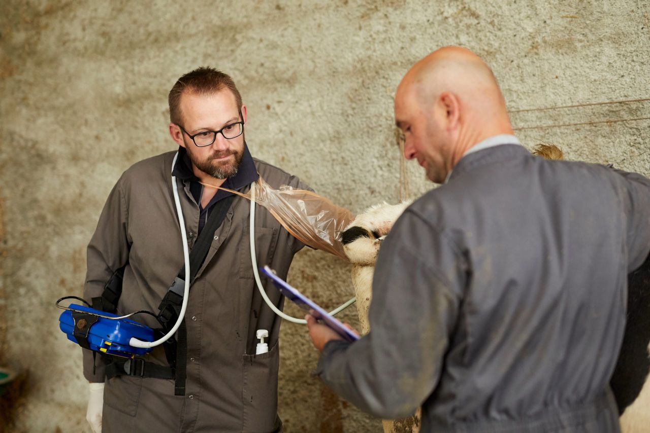 Securing the future herd: How strategic trace mineral use drives fertility