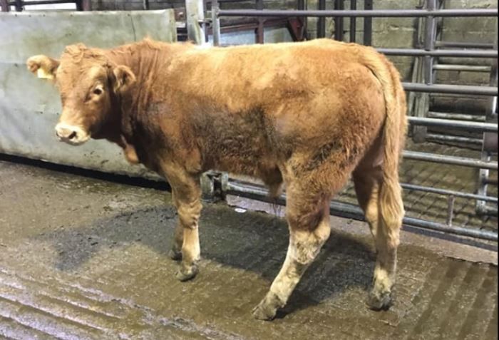 Marts to minister: 'Financial support needed immediately to help marts reopen'