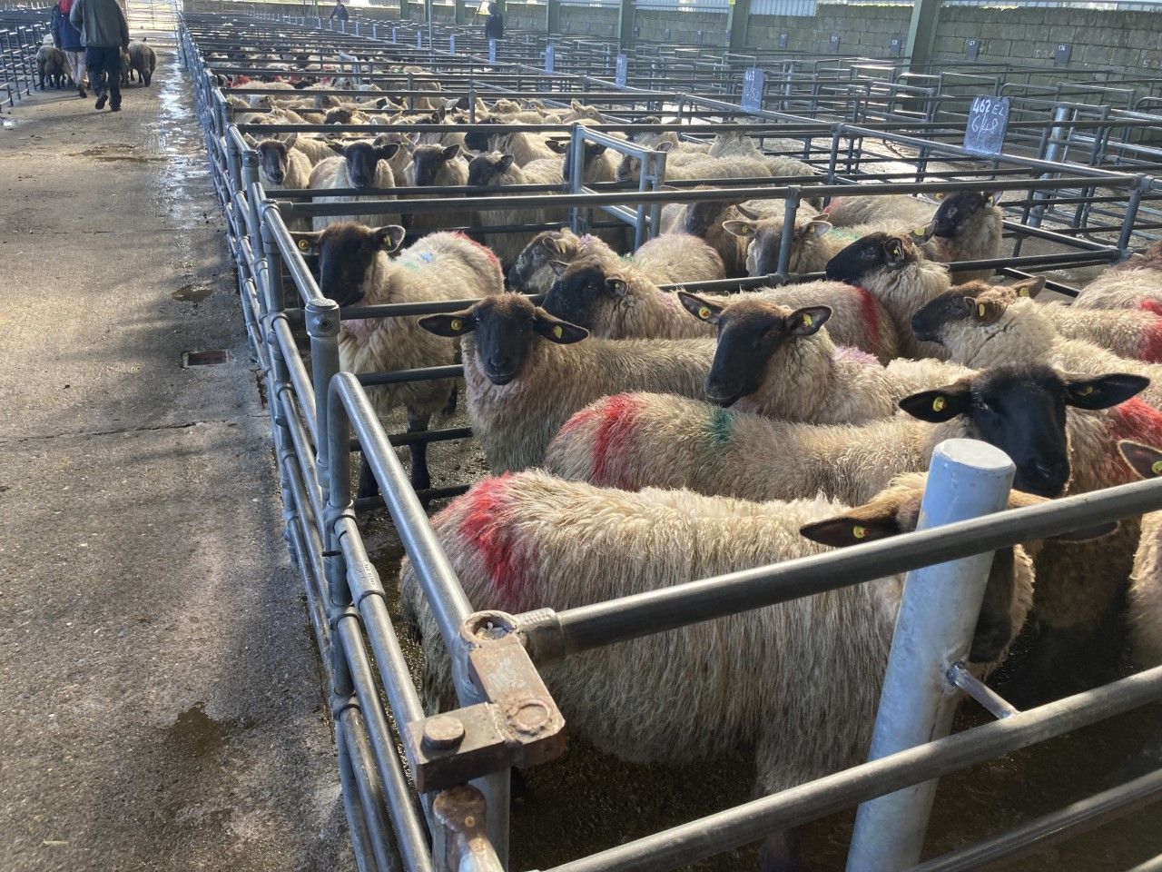 Hoggets: 'Base price cut of 25c/kg by factory a disgrace'