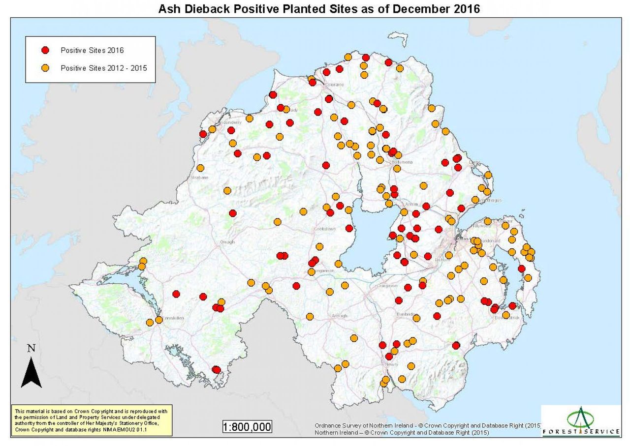 Department consults on Ash Dieback measures as spread continues