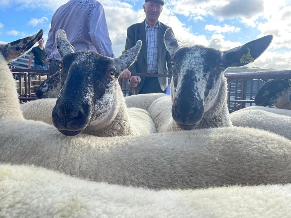 Market reassurance sought by sheep breeders' association