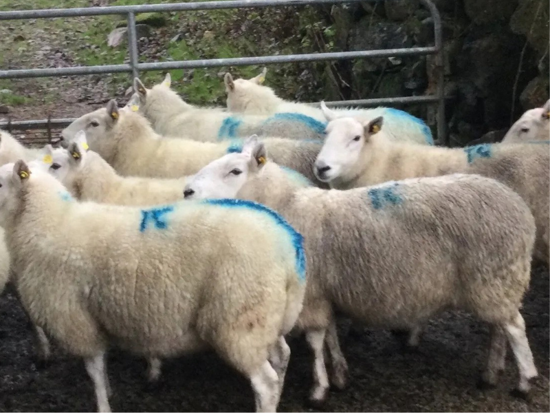 Farmer spends weeks searching for missing ewes on southeast commonage