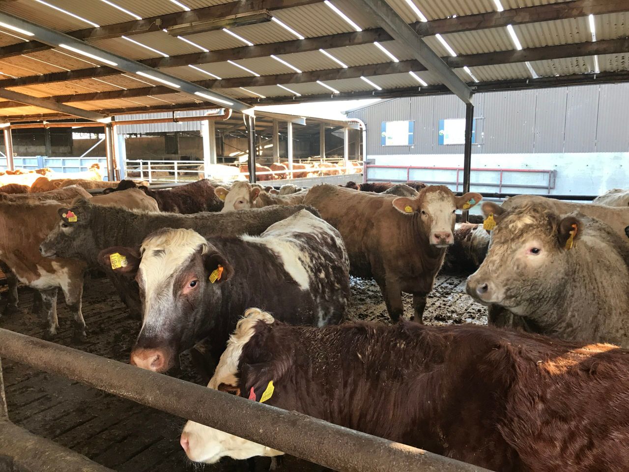 Pneumonia: What impact does it have on slaughter dates?