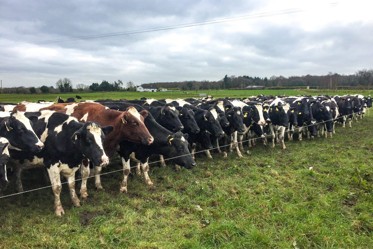 Want to know how many dairy cows are in your county?