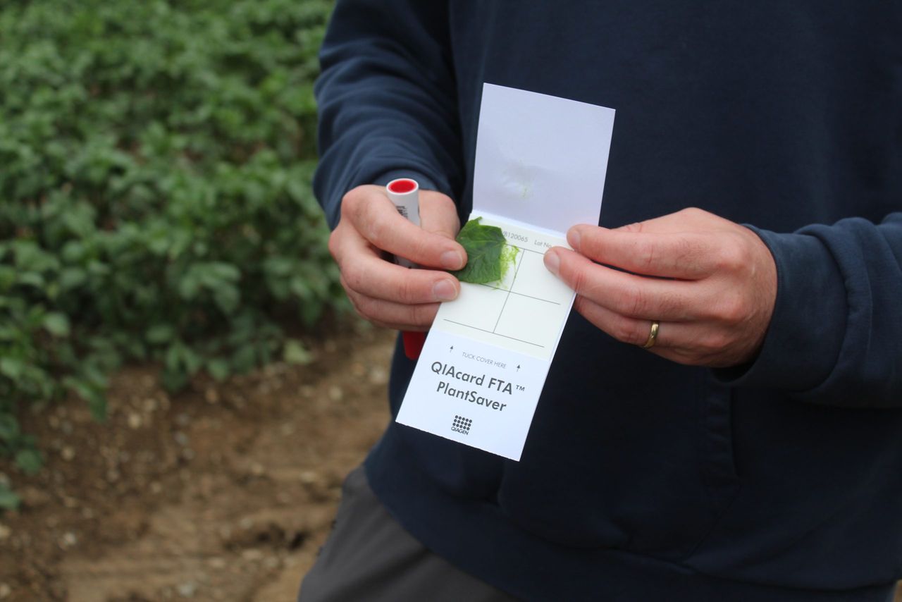 Combatting potato blight fungicide resistance key focus for researchers