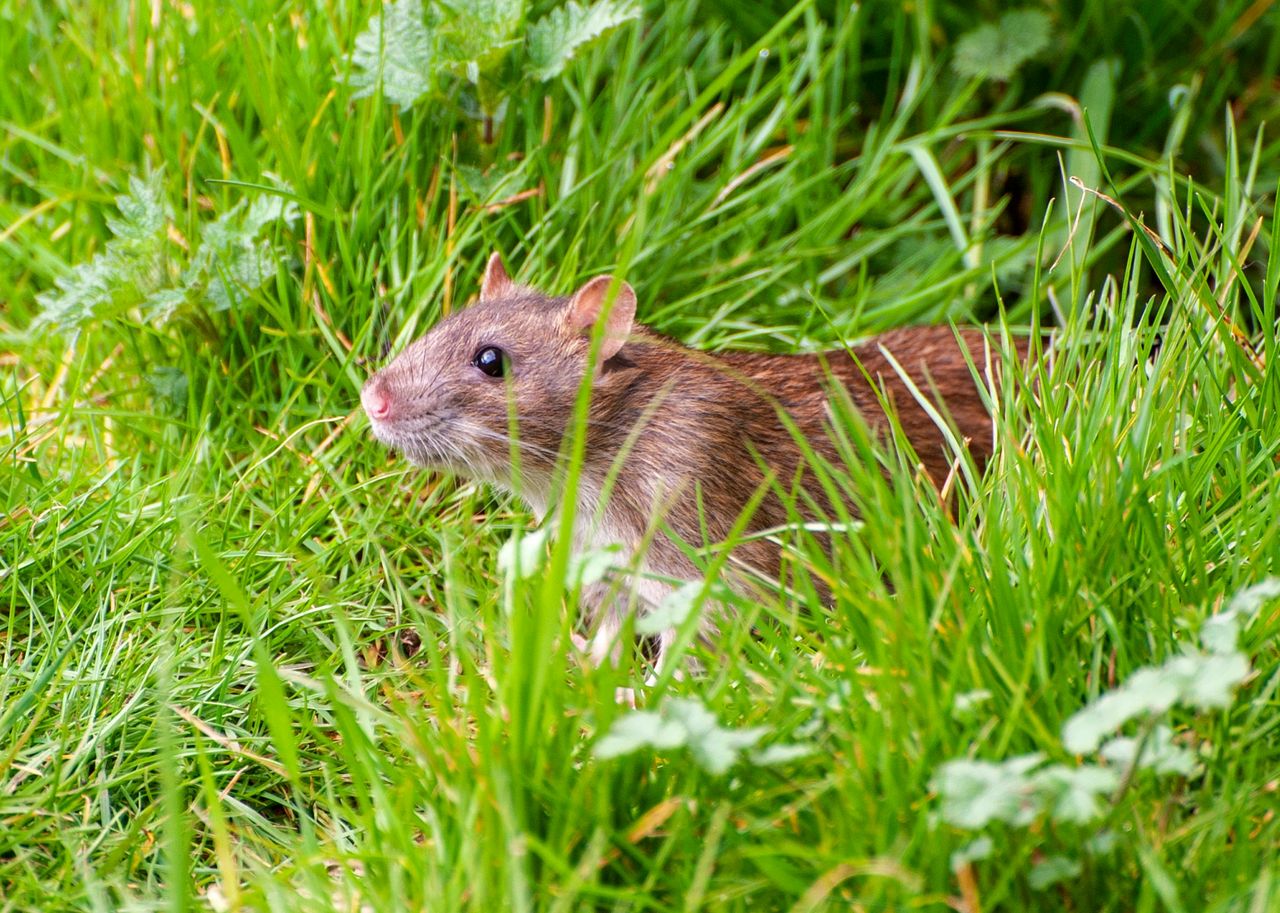 Rodent control on farms 'essential to ensure food hygiene'