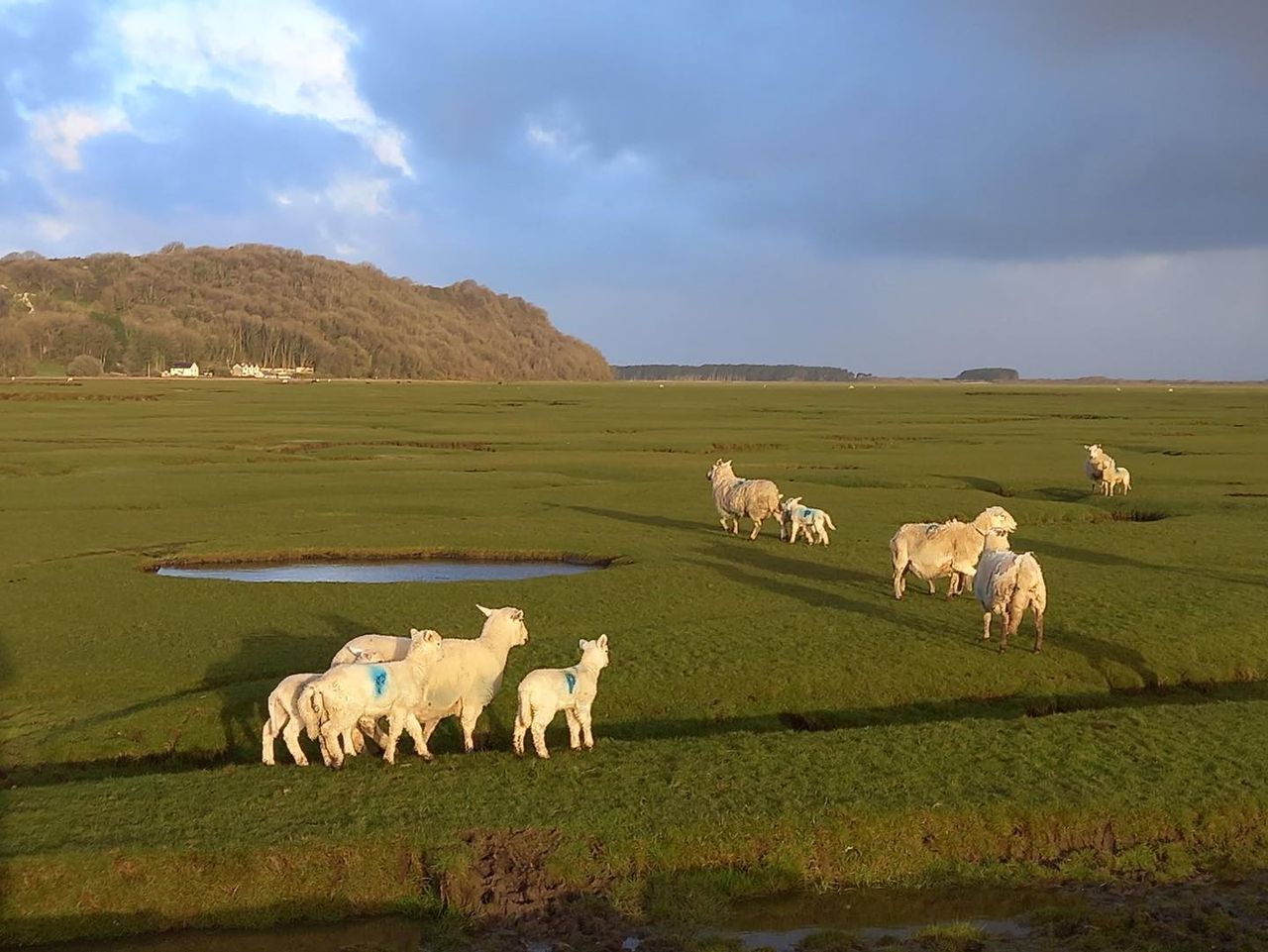 'Gower Salt Marsh Lamb' new UK geographical indication