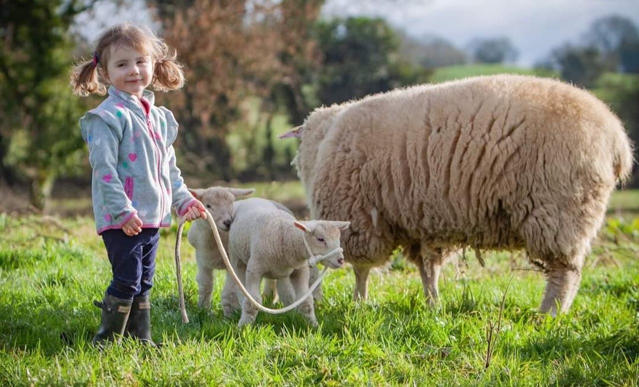 Galway Wool Co-Op partners with Avoca to expand range