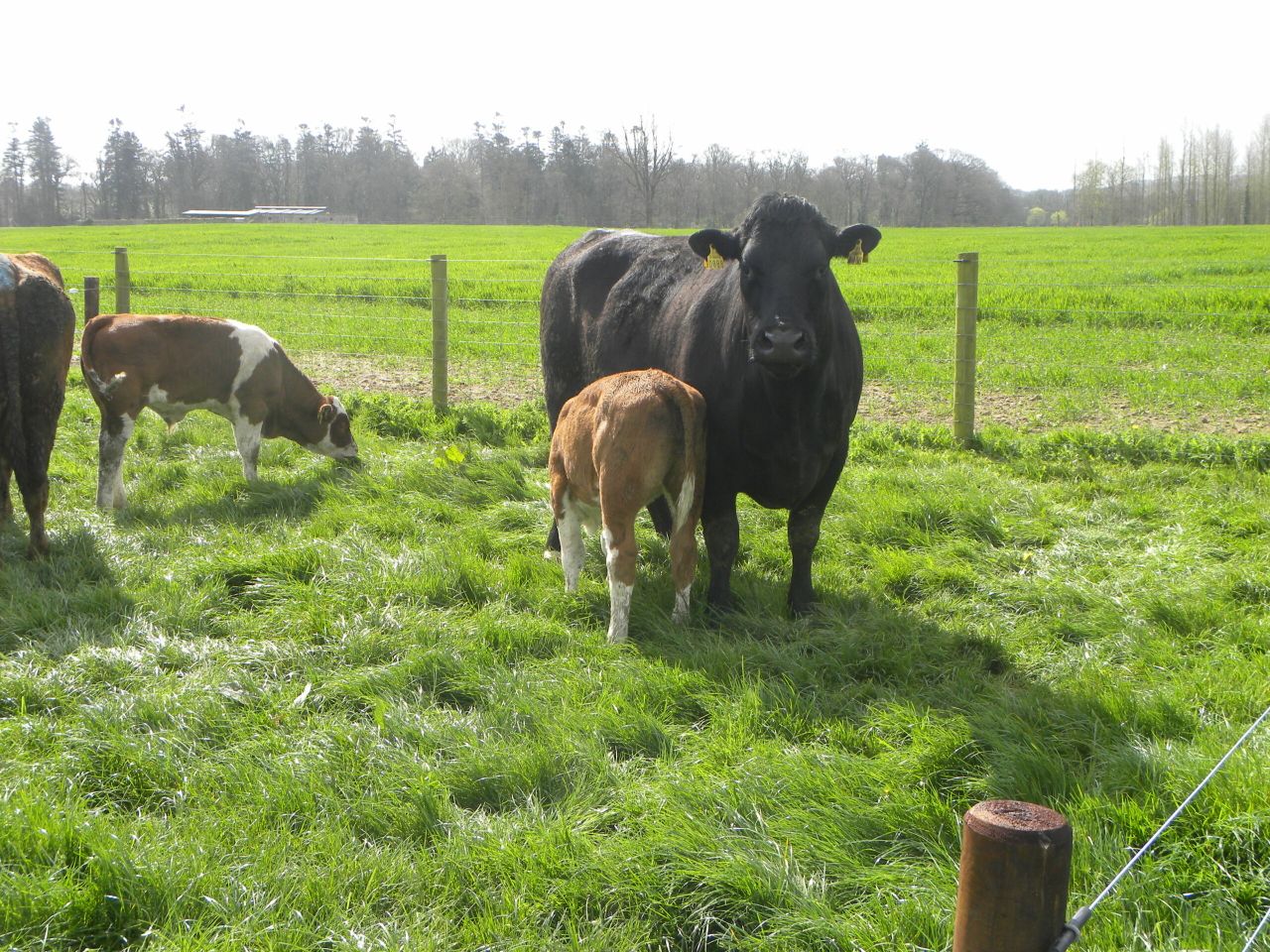 ICBF changes replacement index - more emphasis on milk and fertility