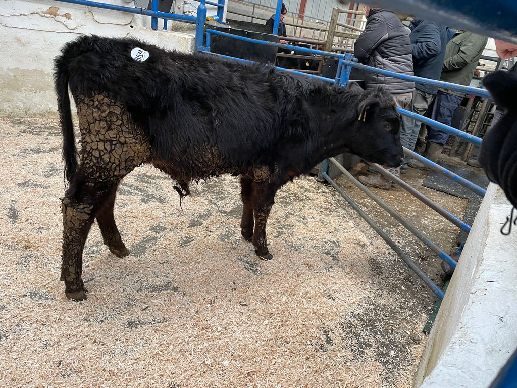 This 180kg Angus bull sold for €415