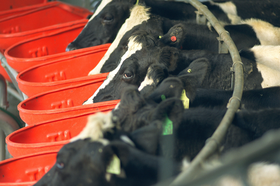 Who should consider selective dry cow therapy and why?
