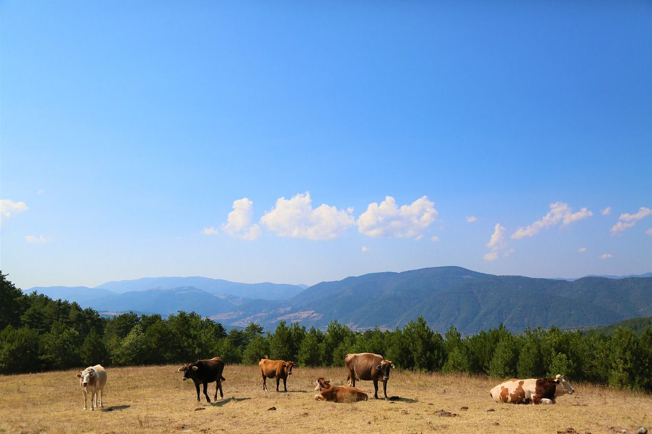 Argentina prepares for deforestation-free beef exports to EU