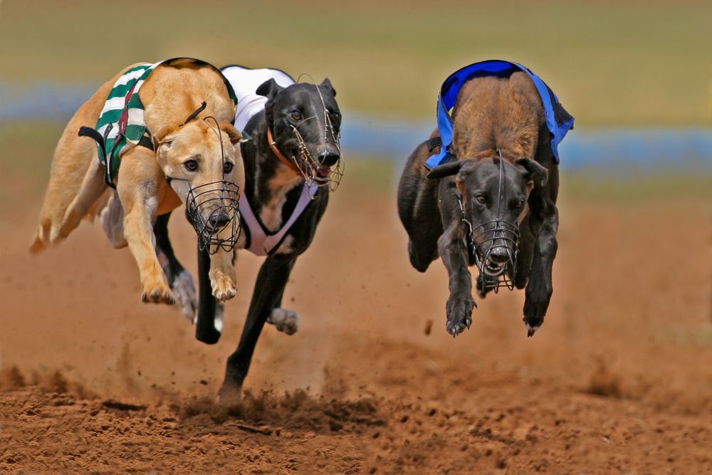 Government 'must find owners' of dumped greyhound remains