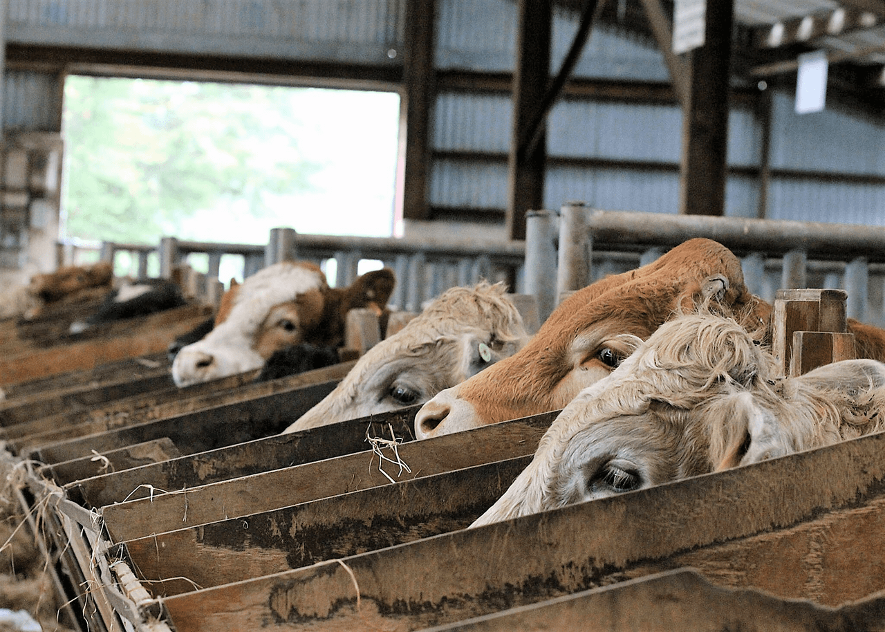 Beef focus: Getting to the heart of Ireland's progeny testing programme
